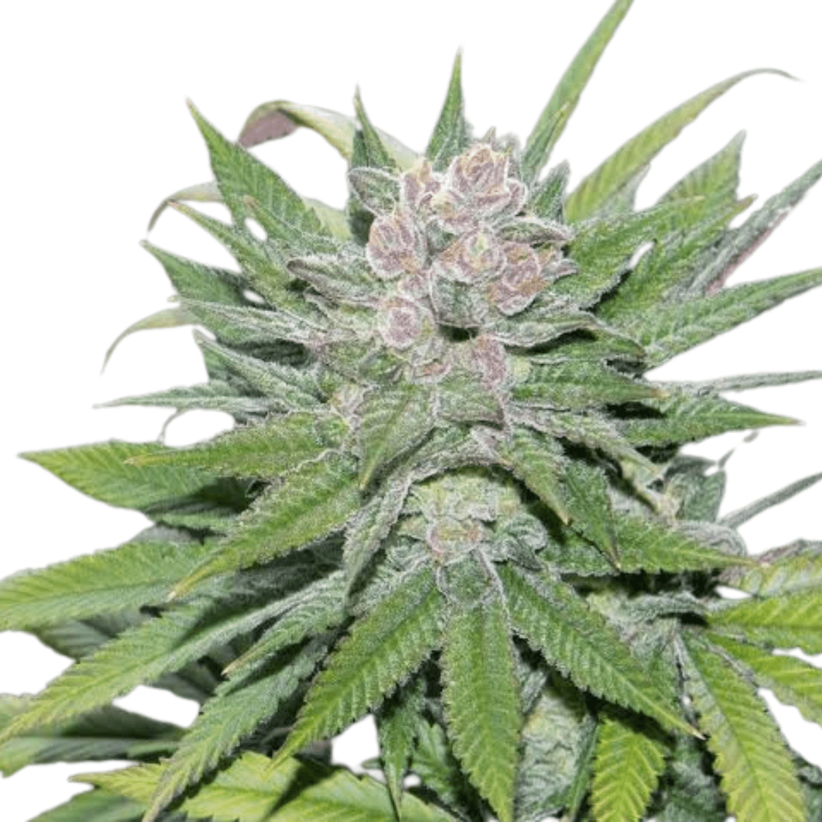 Med. Cannabis
