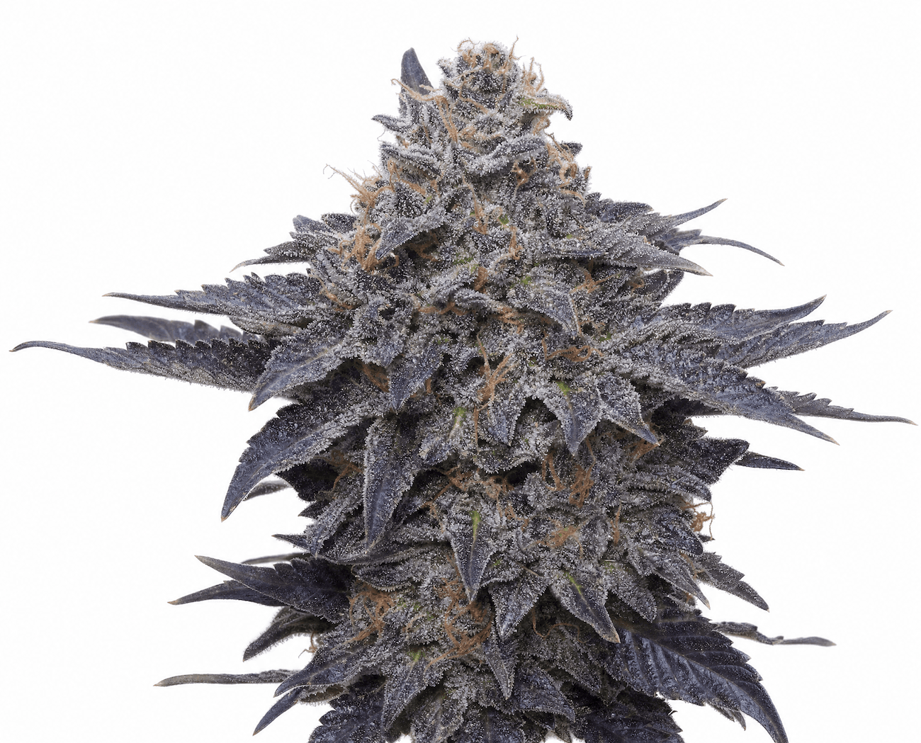 Med. Cannabis