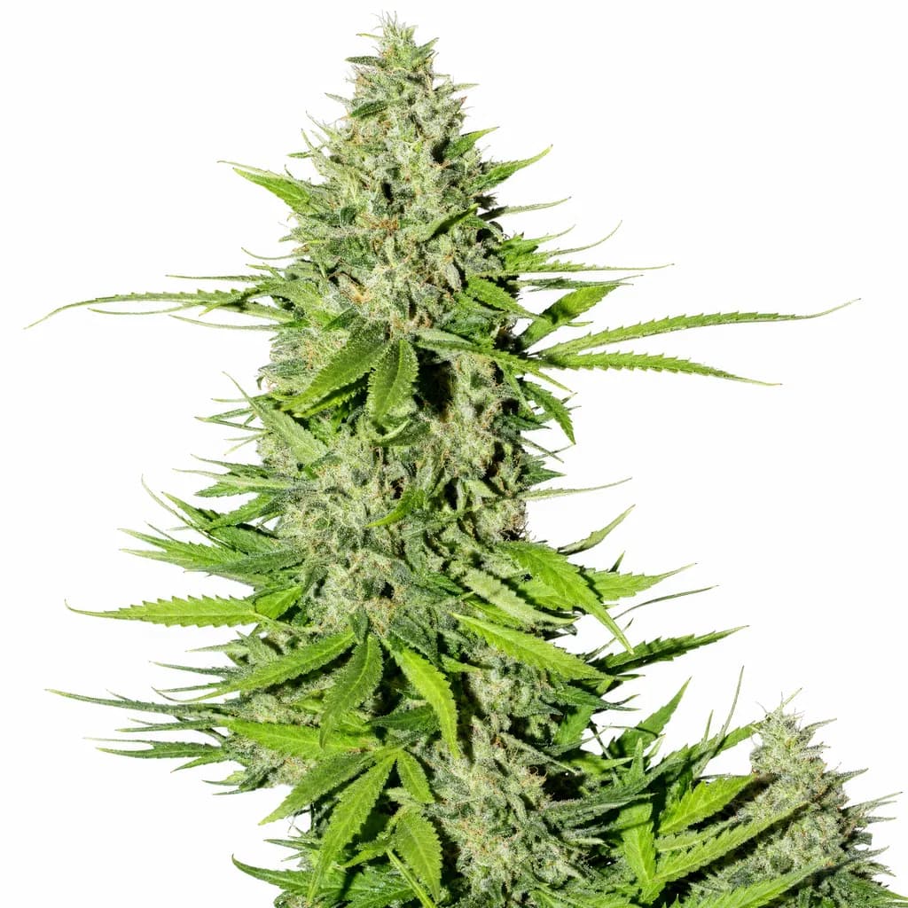Med. Cannabis