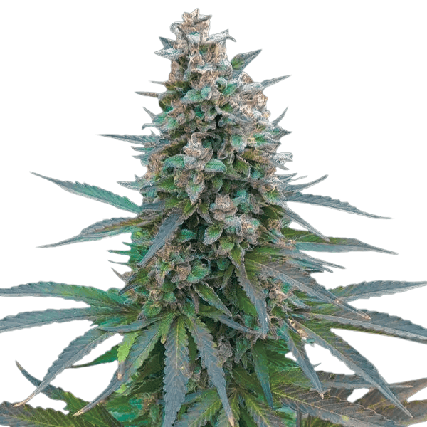 Med. Cannabis