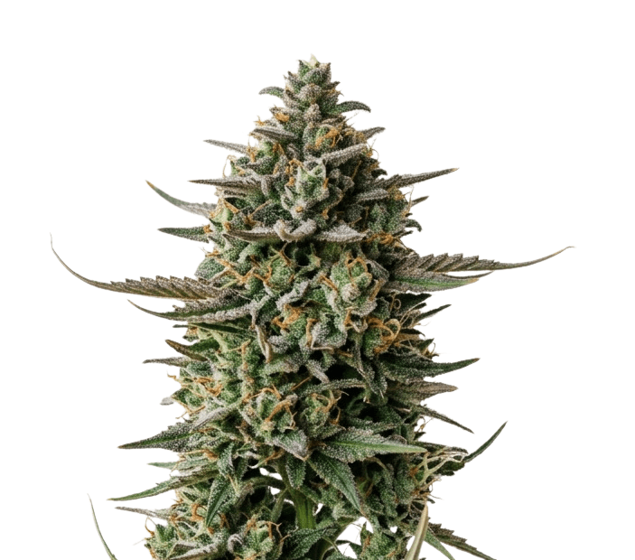 Med. Cannabis