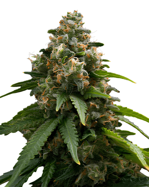 Med. Cannabis
