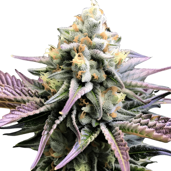 Cannabis der Sorte Blueberry Muffins CBD