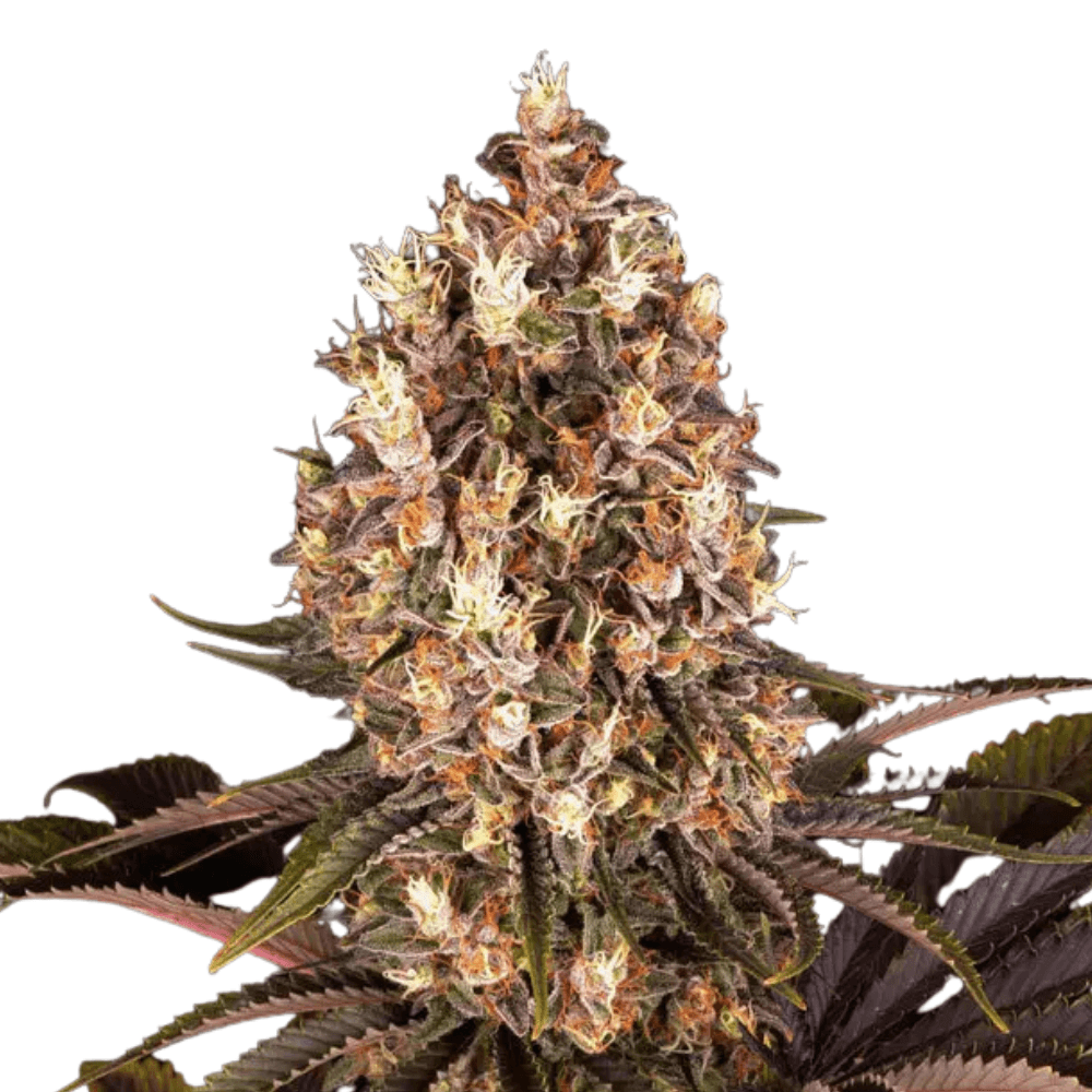 Med. Cannabis