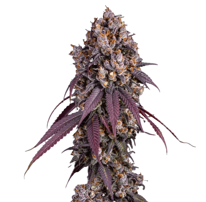 Med. Cannabis
