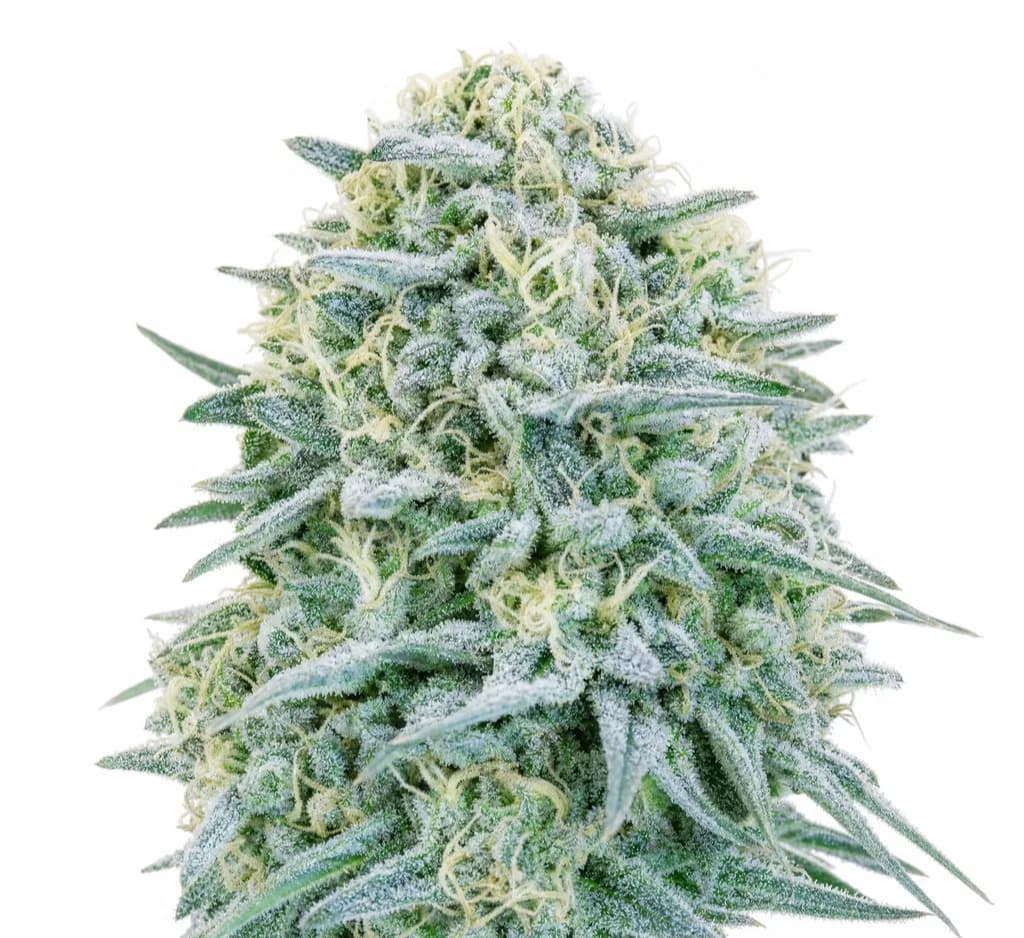 Cannabis der Sorte Blueberry Redbull