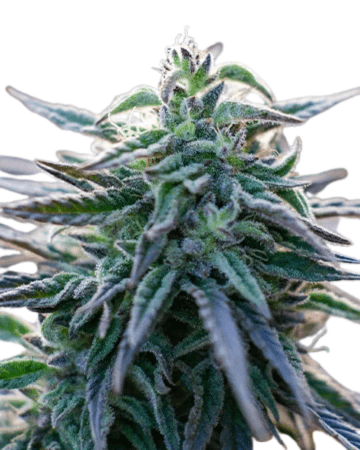 Cannabis der Sorte Blueberry Runtz