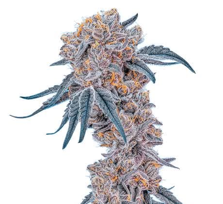 Med. Cannabis