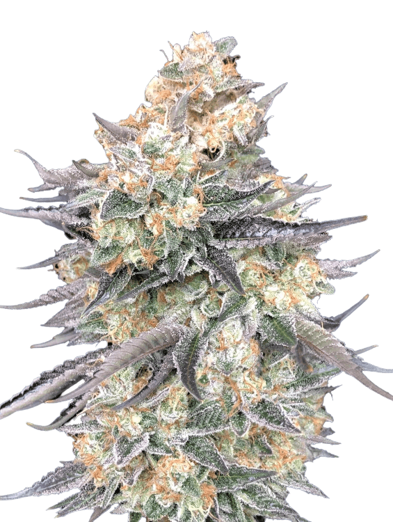Med. Cannabis
