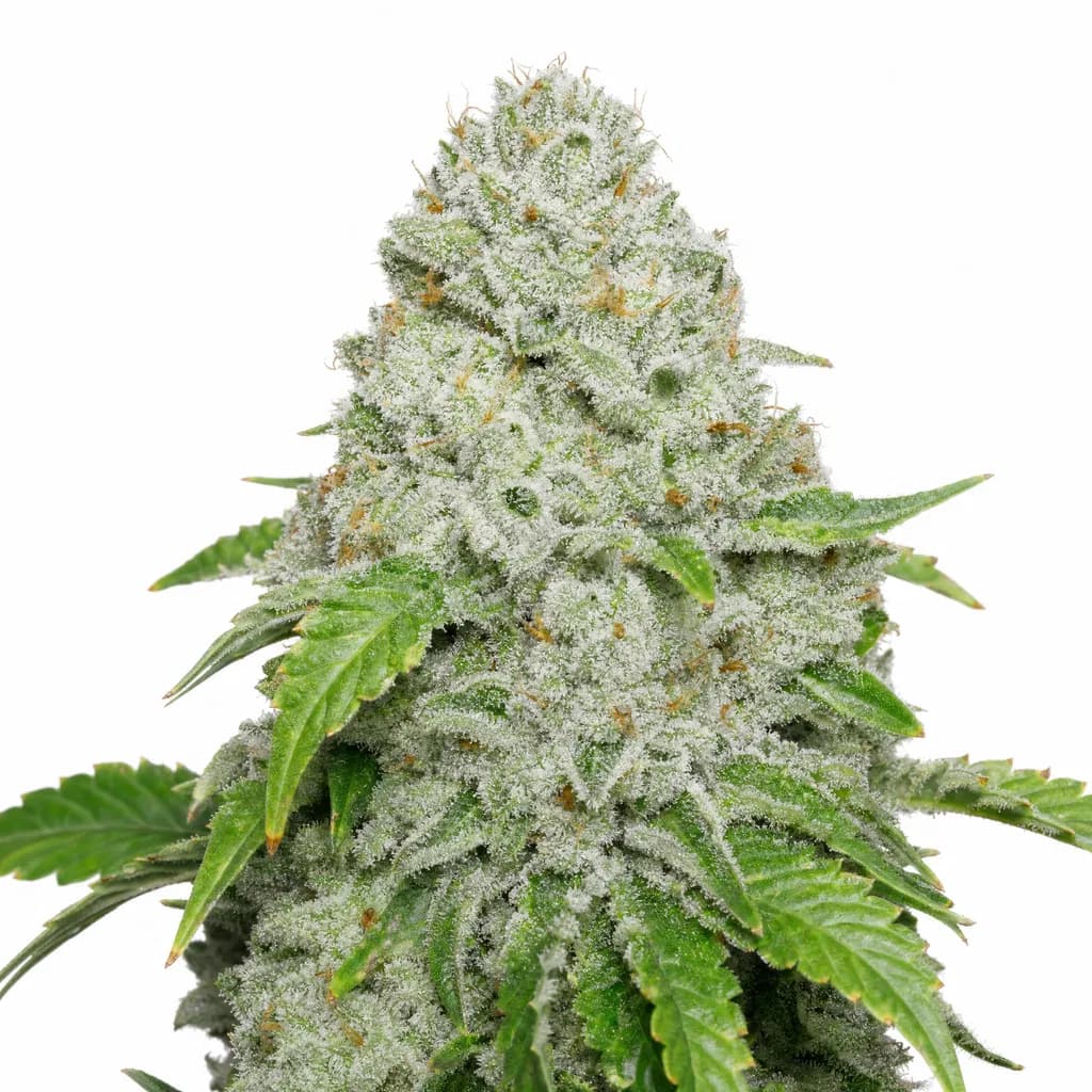 Med. Cannabis