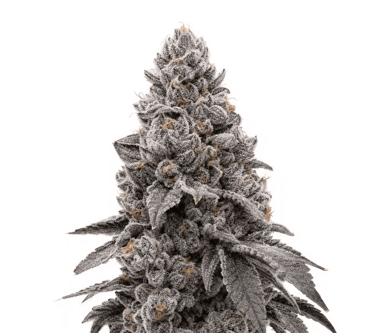 Med. Cannabis