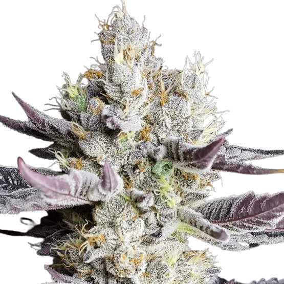 Med. Cannabis