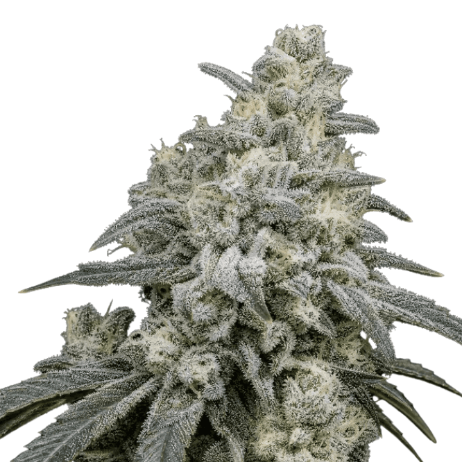 Med. Cannabis
