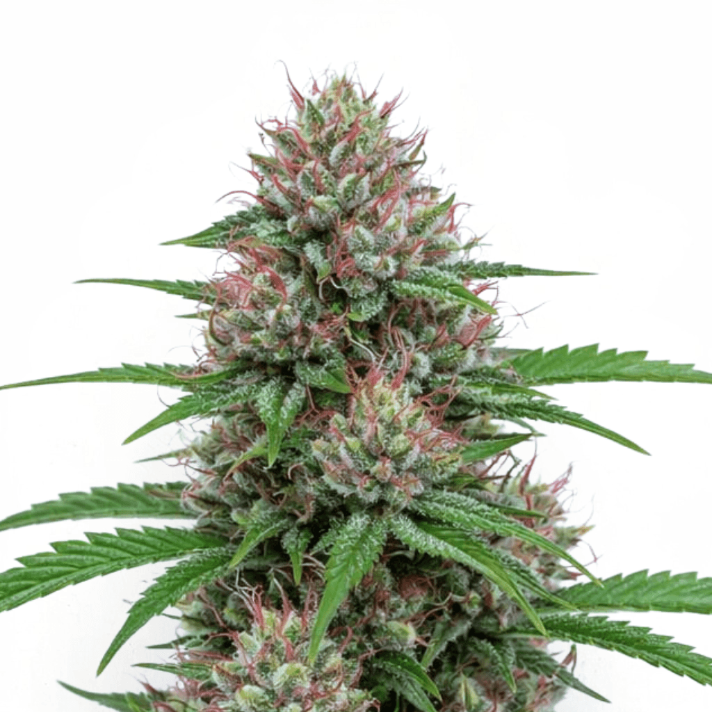 Med. Cannabis