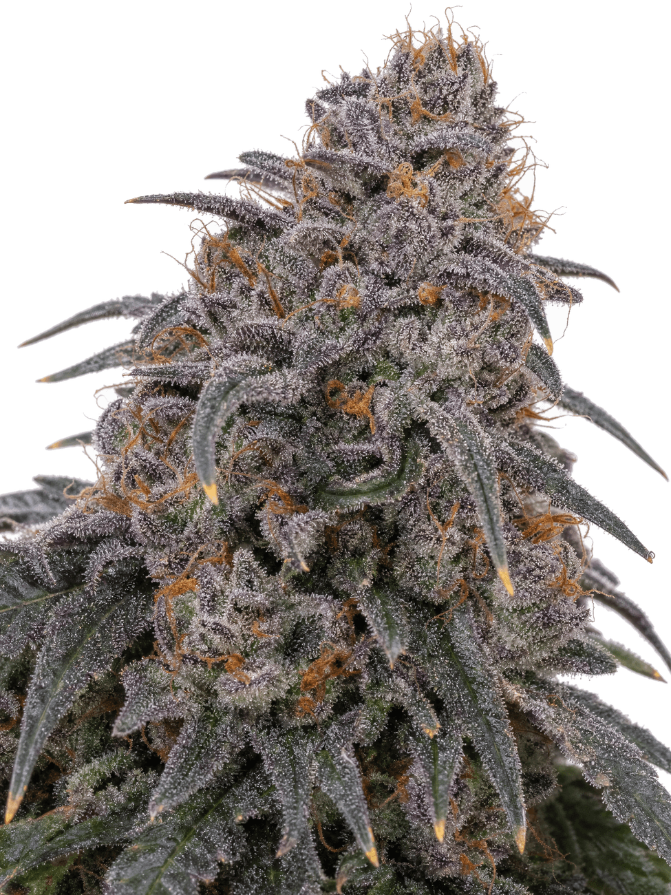 Med. Cannabis