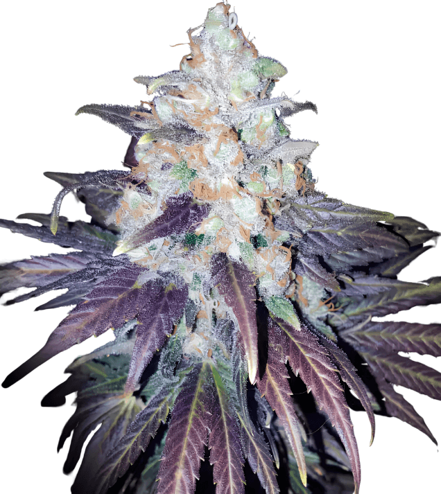 Med. Cannabis