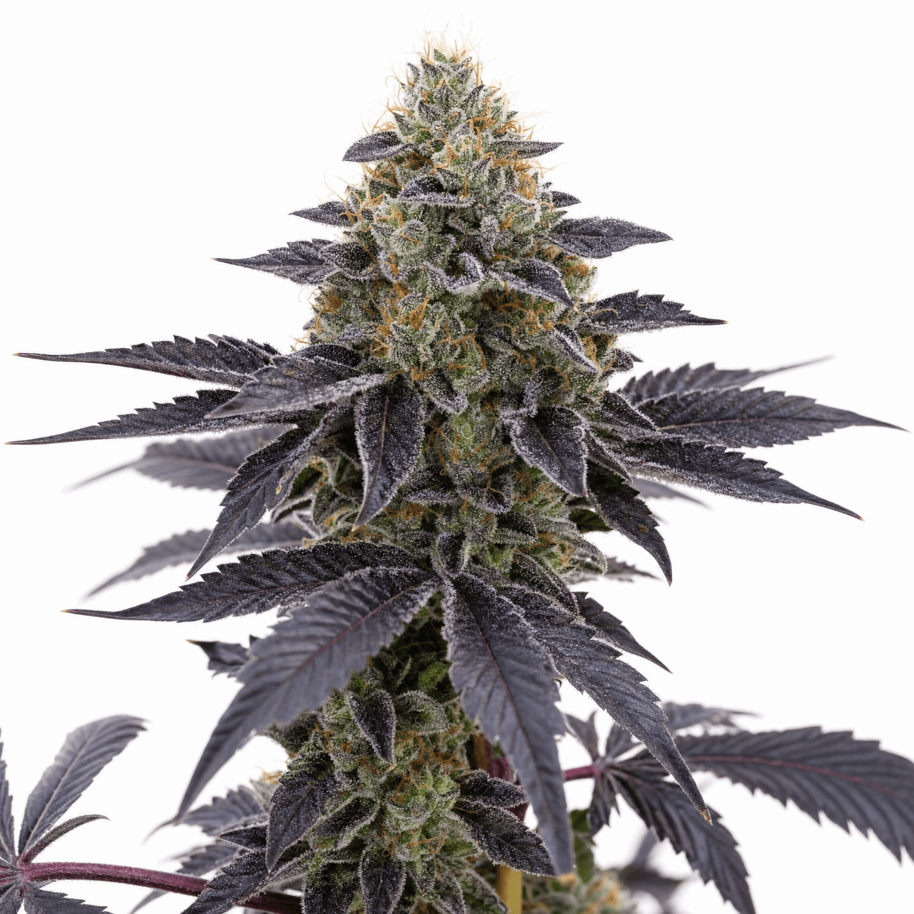 Med. Cannabis