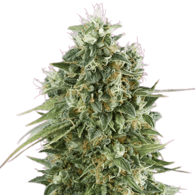 Med. Cannabis