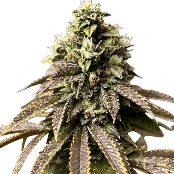 Med. Cannabis