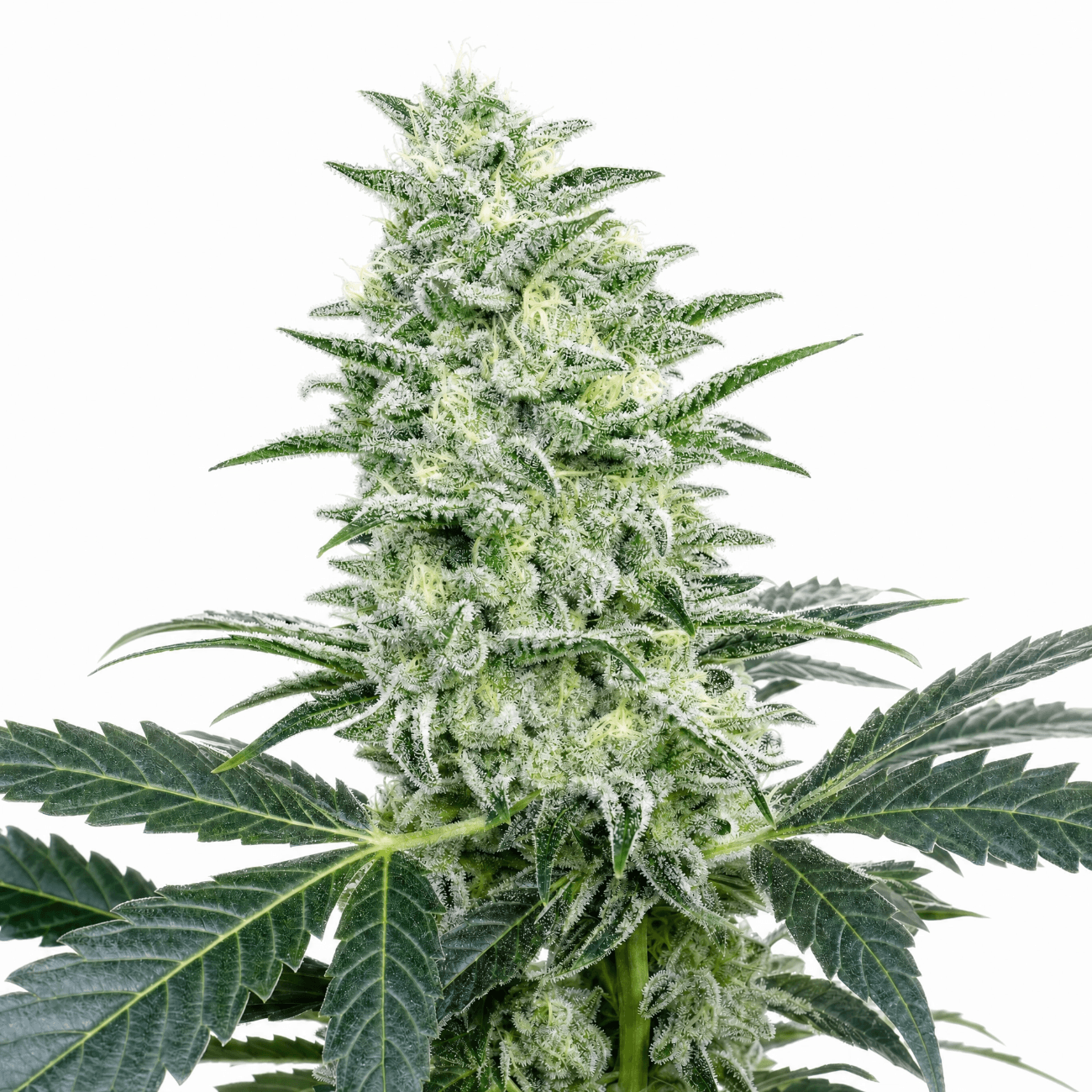 Med. Cannabis