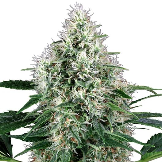 Med. Cannabis