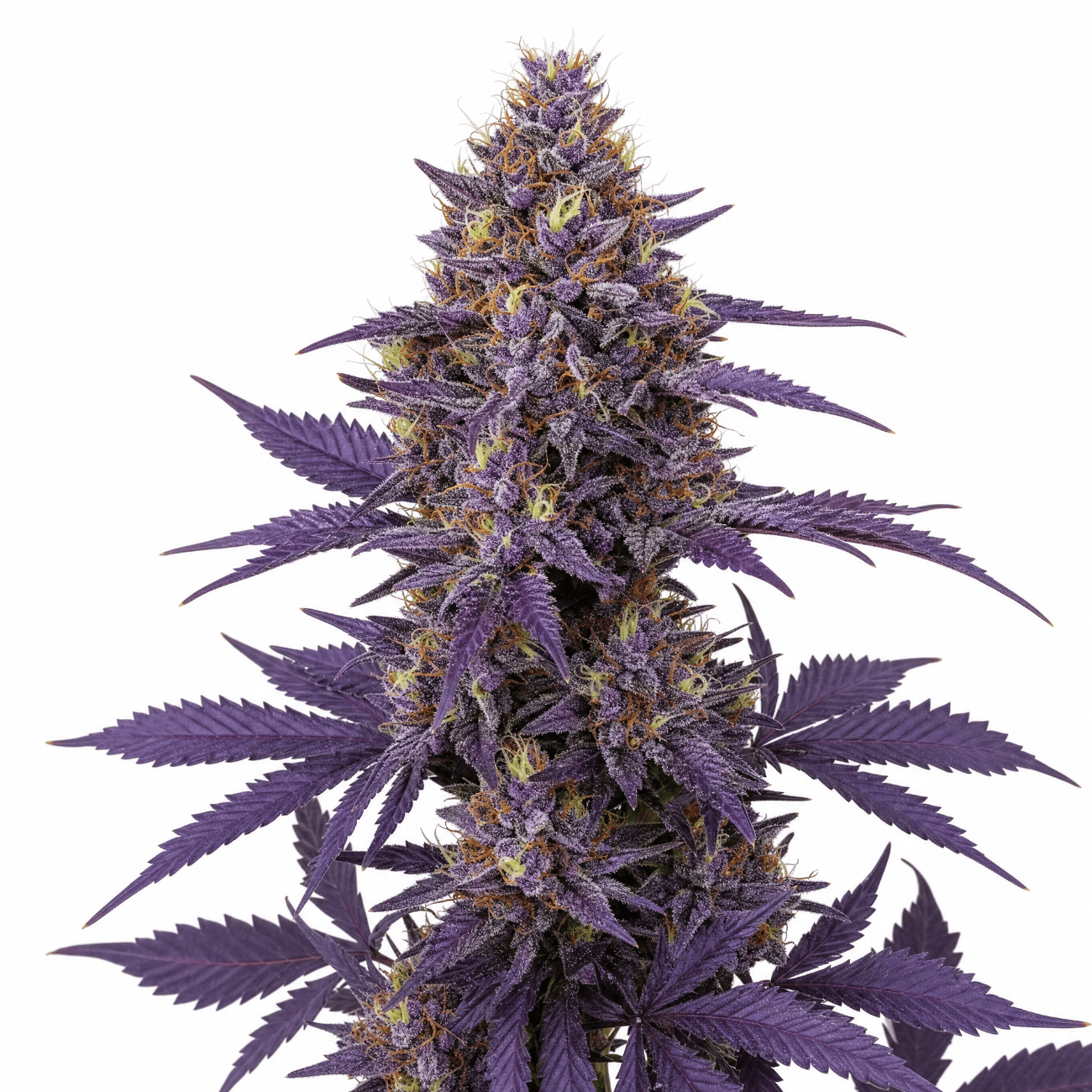 Med. Cannabis