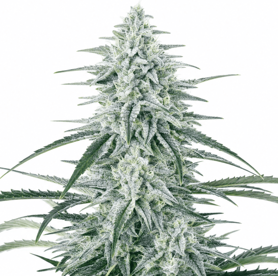 Med. Cannabis