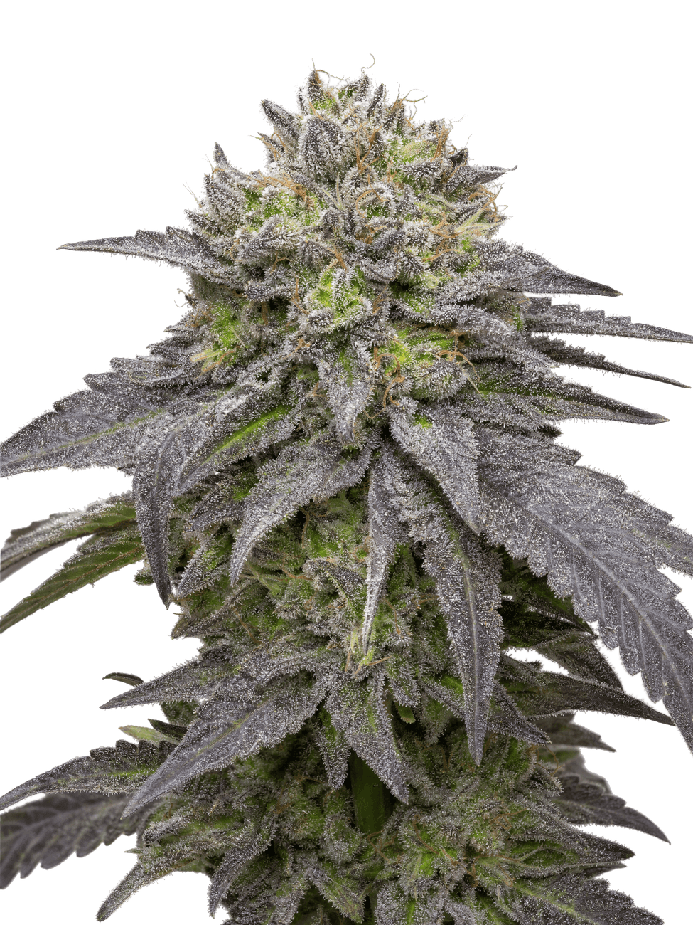 Cannabis der Sorte Cactus Breath