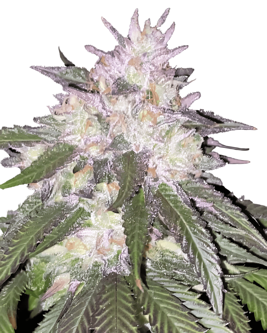 Cannabis der Sorte Cadillac Rainbow