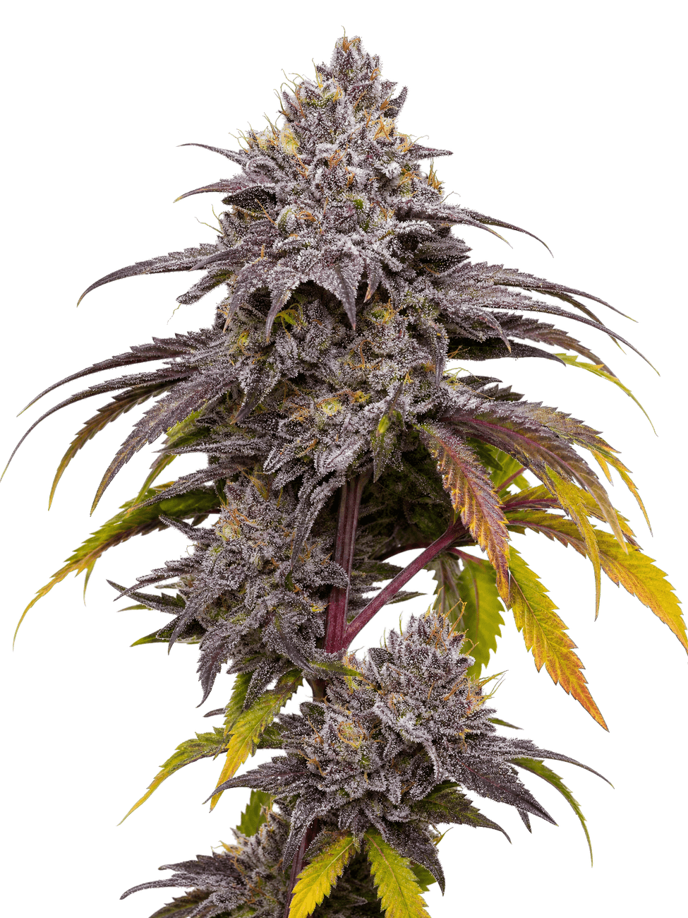 Med. Cannabis