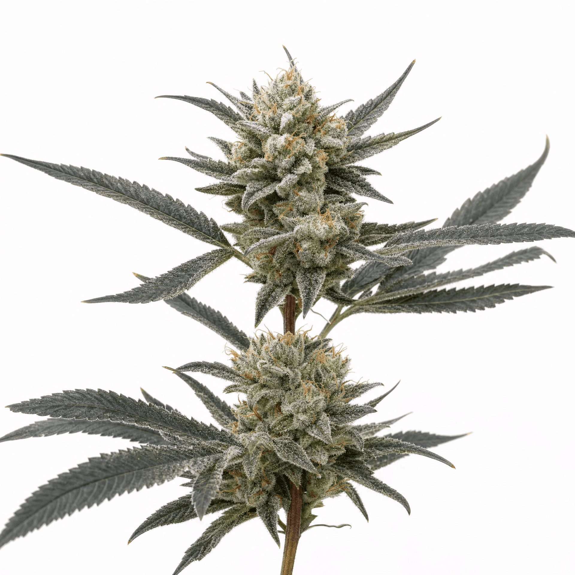 Med. Cannabis
