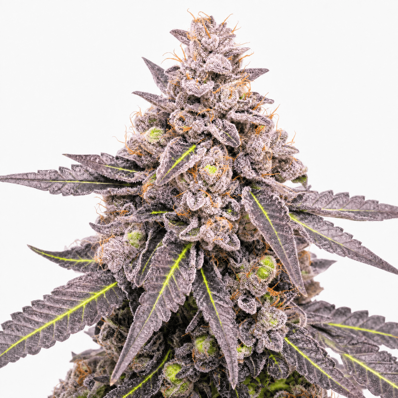 Med. Cannabis