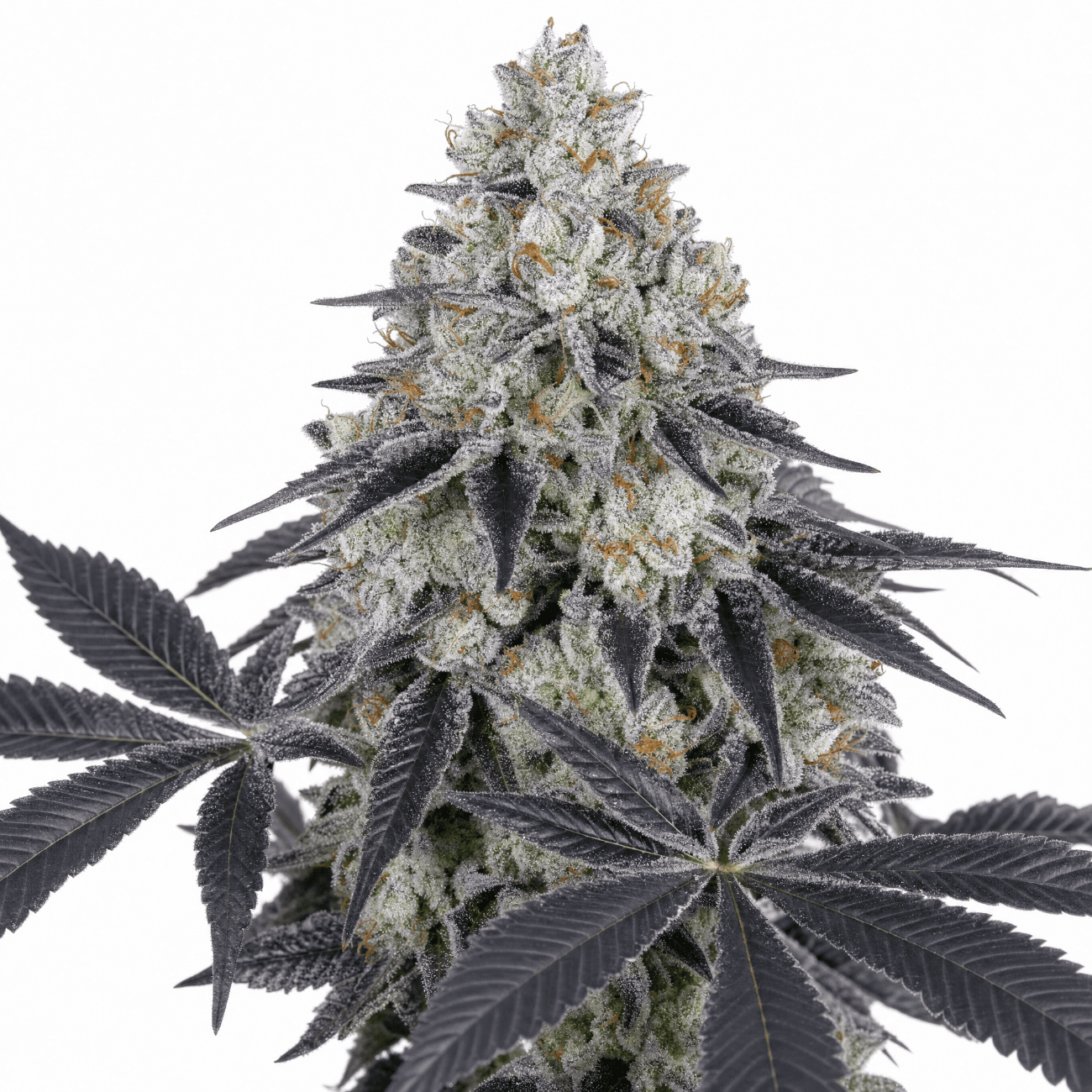 Med. Cannabis