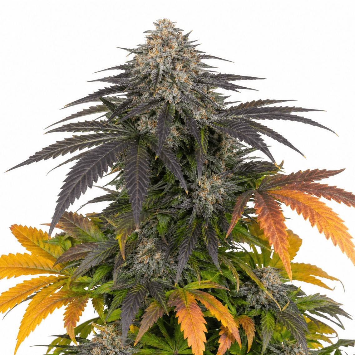 Cannabis der Sorte California Orange