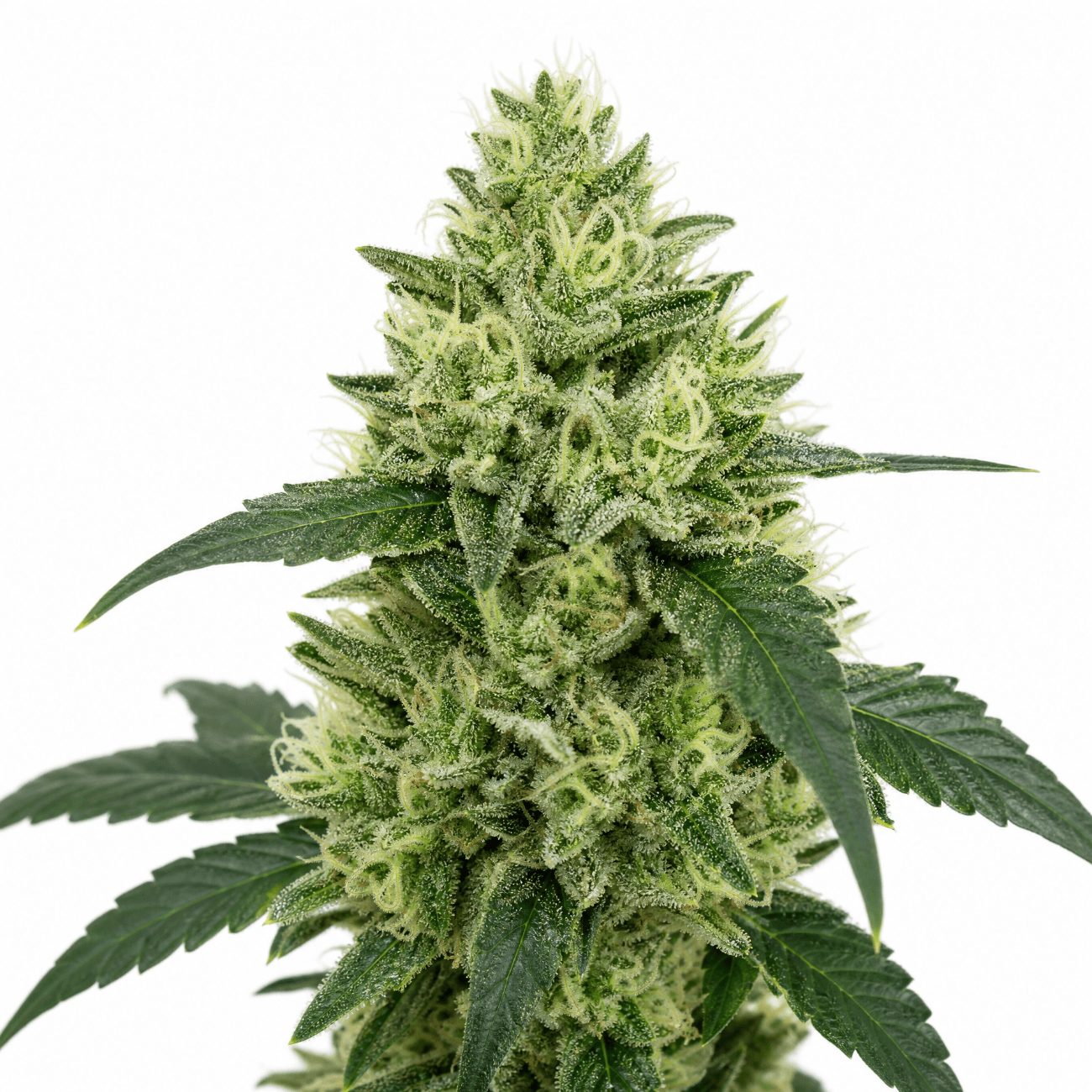 Med. Cannabis