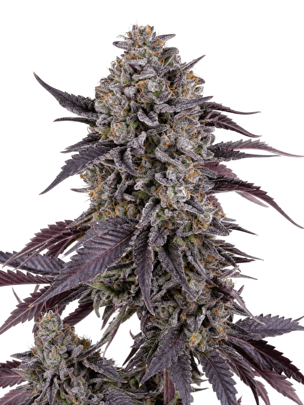 Med. Cannabis