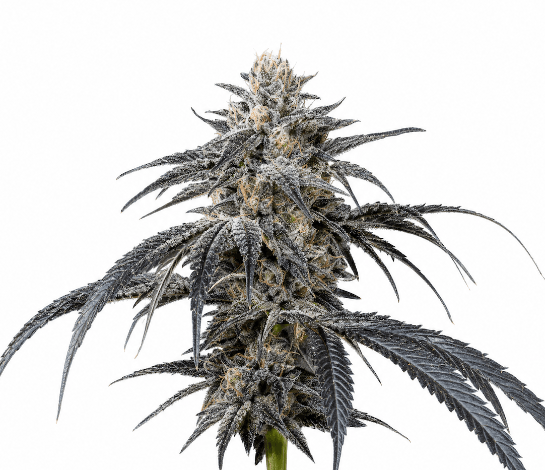 Cannabis der Sorte Candy Land