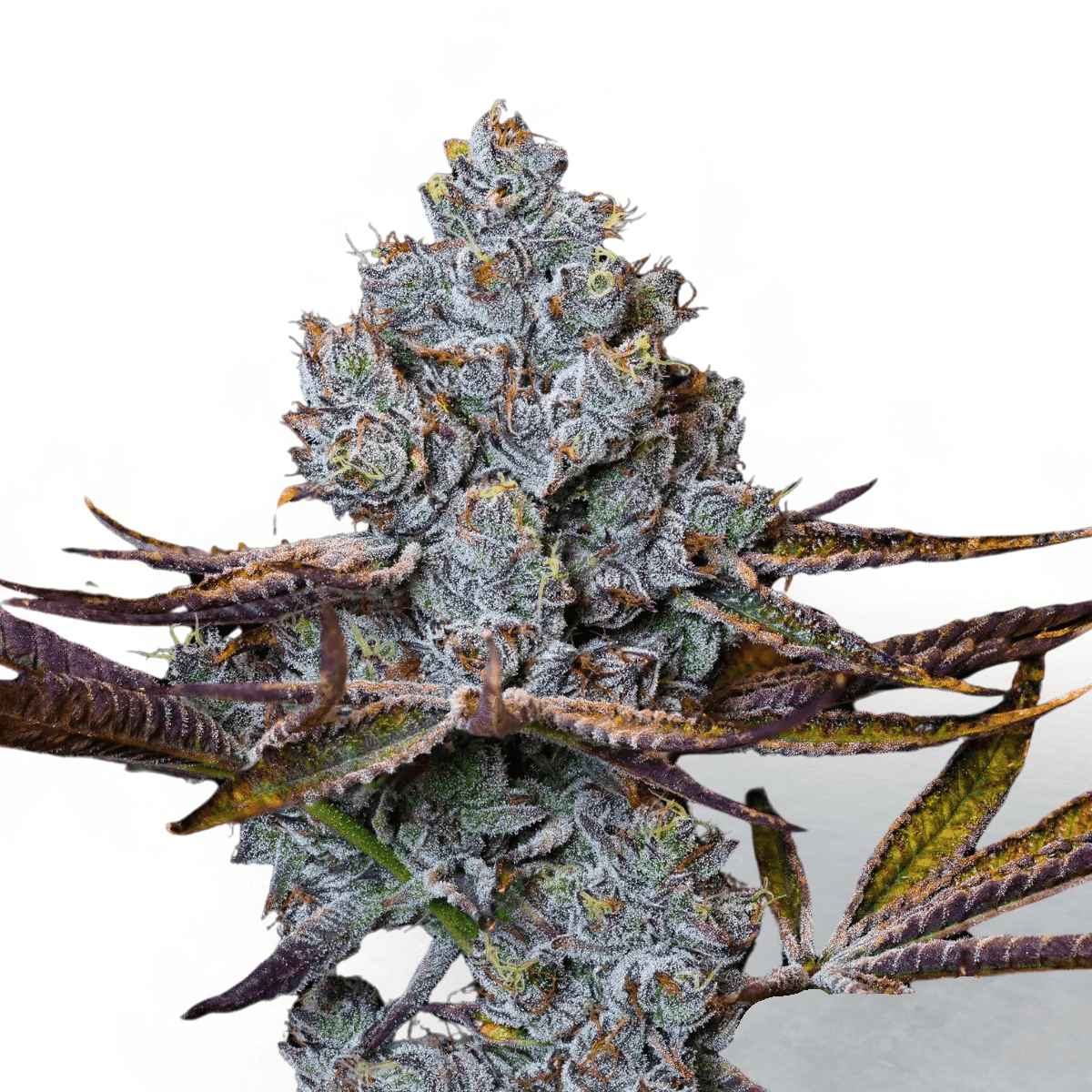 Med. Cannabis