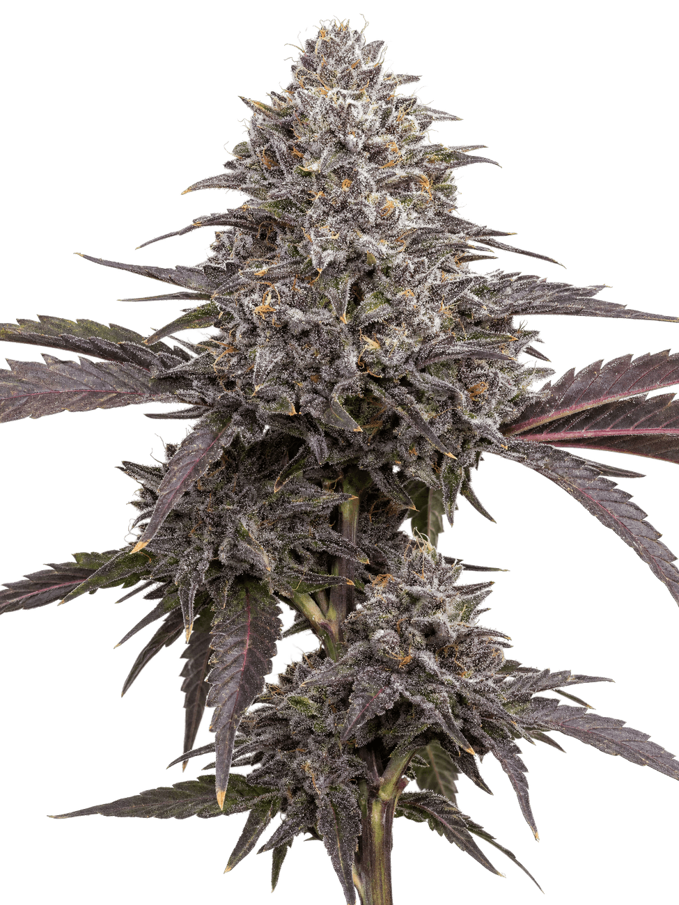 Med. Cannabis
