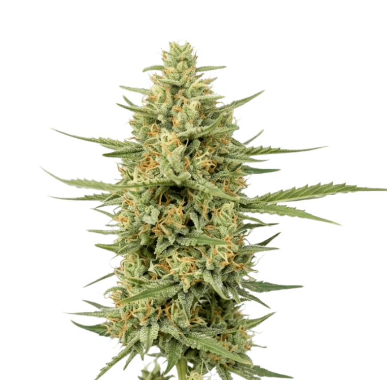 Med. Cannabis