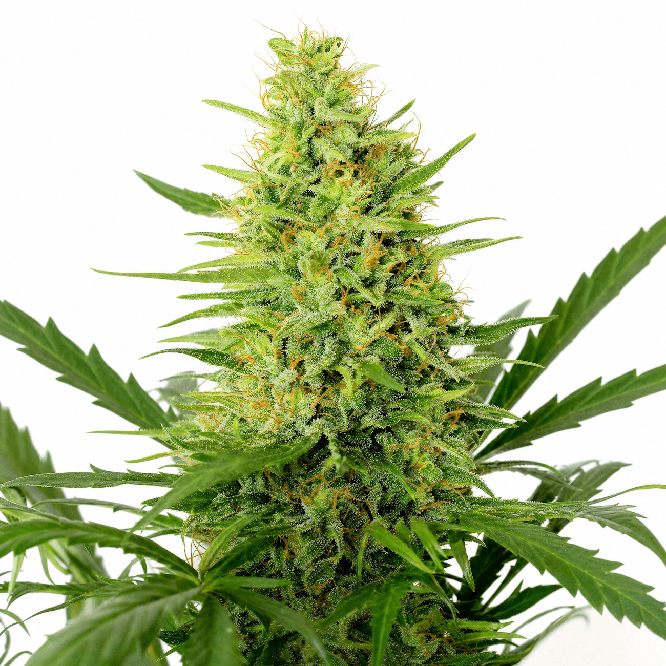Med. Cannabis