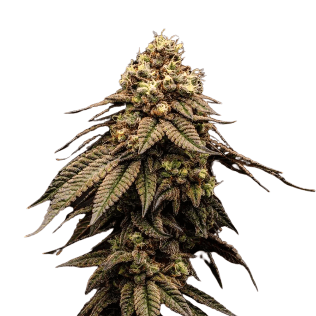 Med. Cannabis