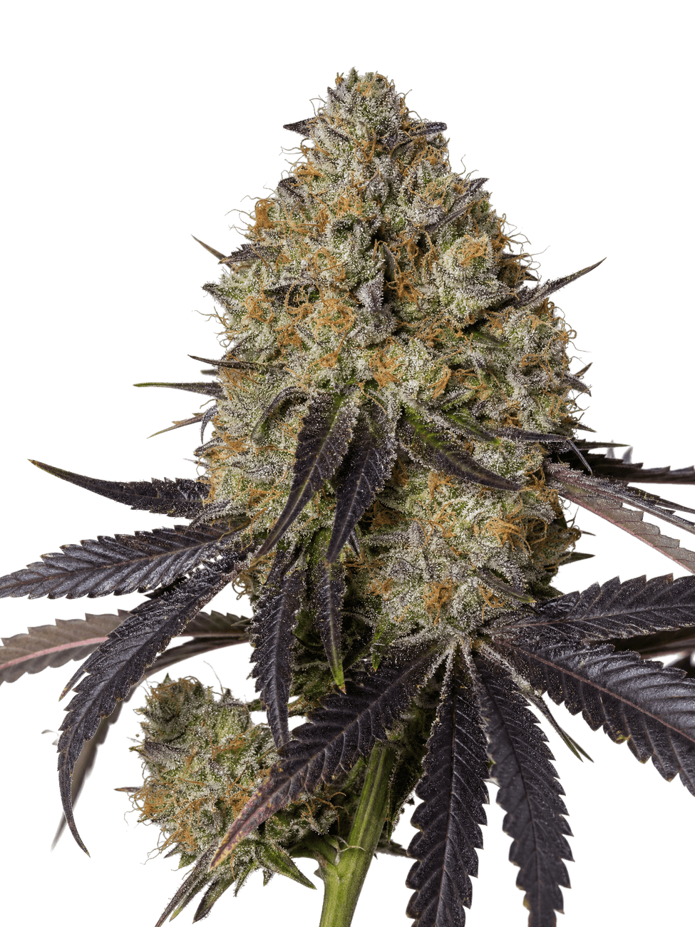 Med. Cannabis