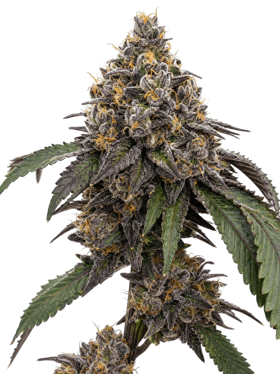 Med. Cannabis