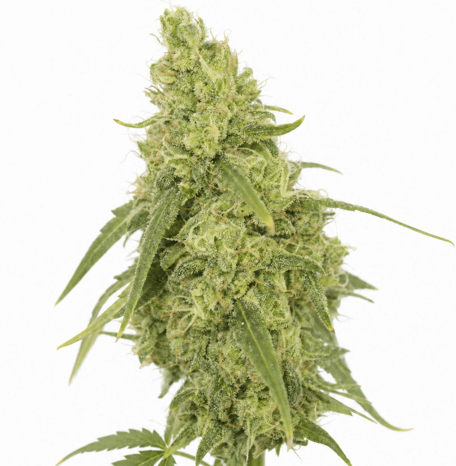 Med. Cannabis