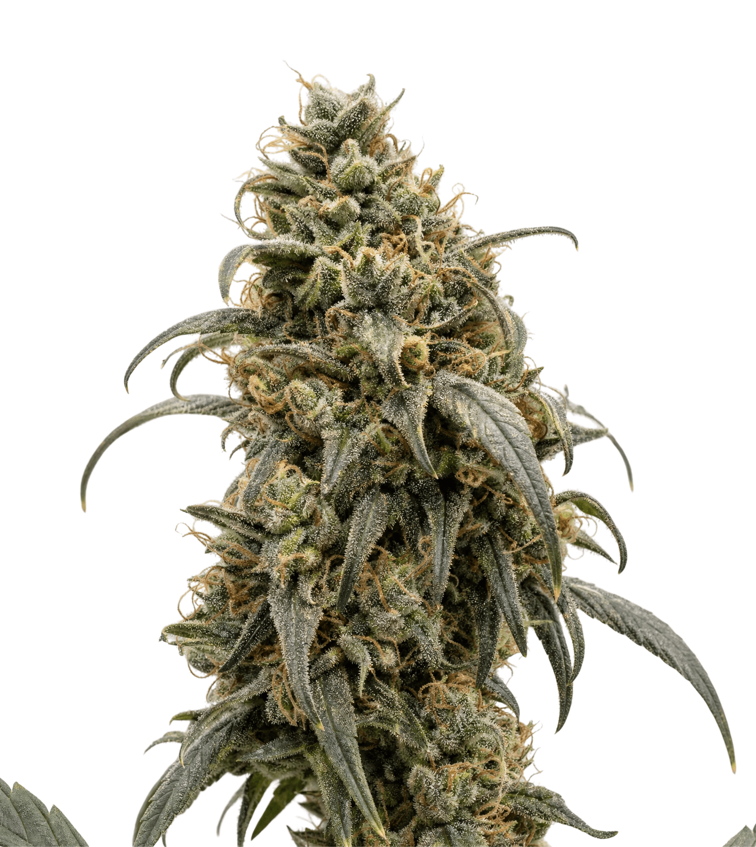 Med. Cannabis