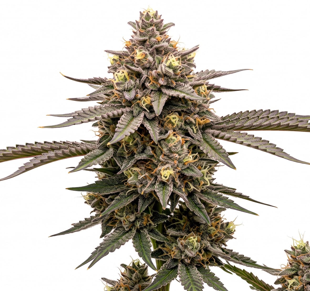 Med. Cannabis