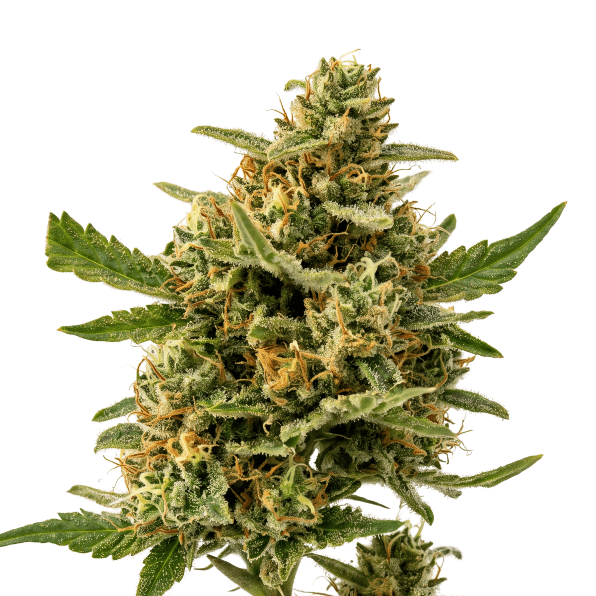Med. Cannabis