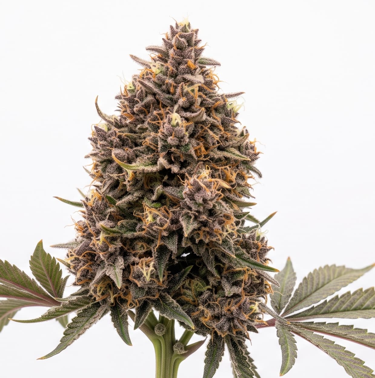 Med. Cannabis