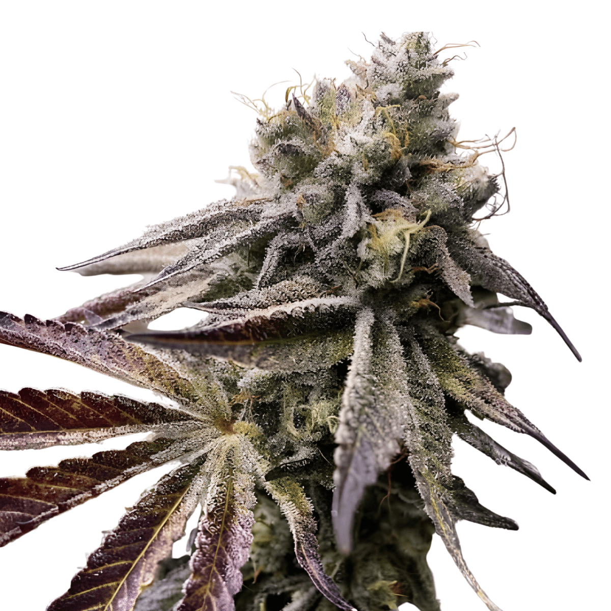Med. Cannabis